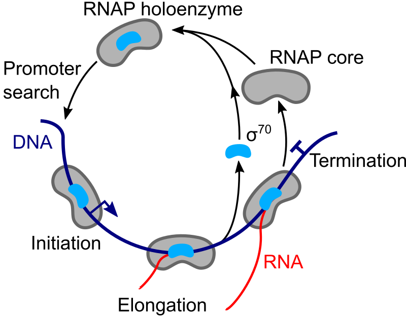 The transcription cycle