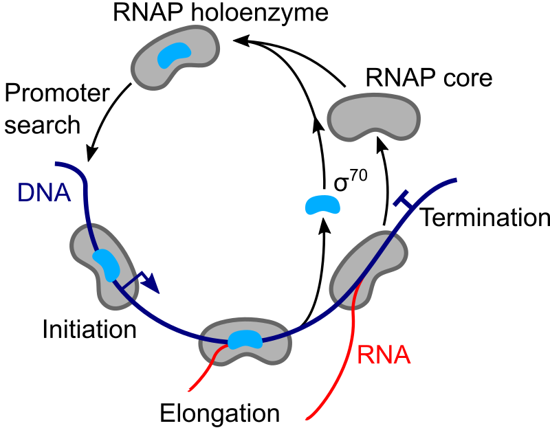 The transcription cycle