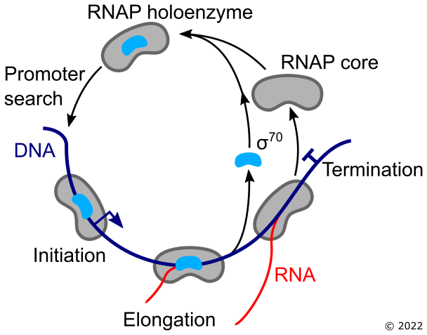 The canonical view of the bacterial transcription cycle. © Oliver Pambos, 2022.