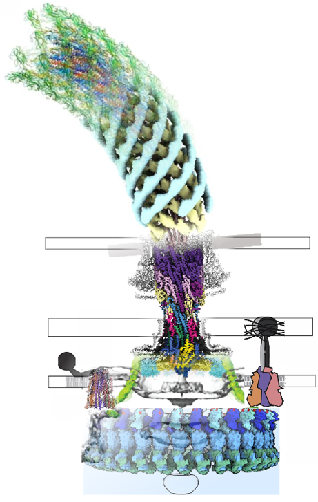 The Bacterial Flagellar Motor