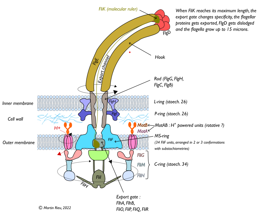 The structure of the Bacterial Flagellar Motor