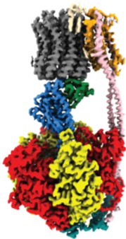 ATP synthase from E. coli