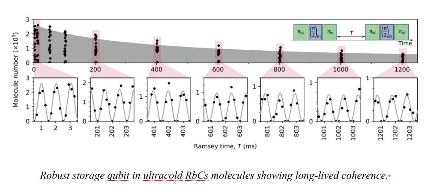 Robust storage qubit in ultracold RbCs Molecules showing long-lived coherence