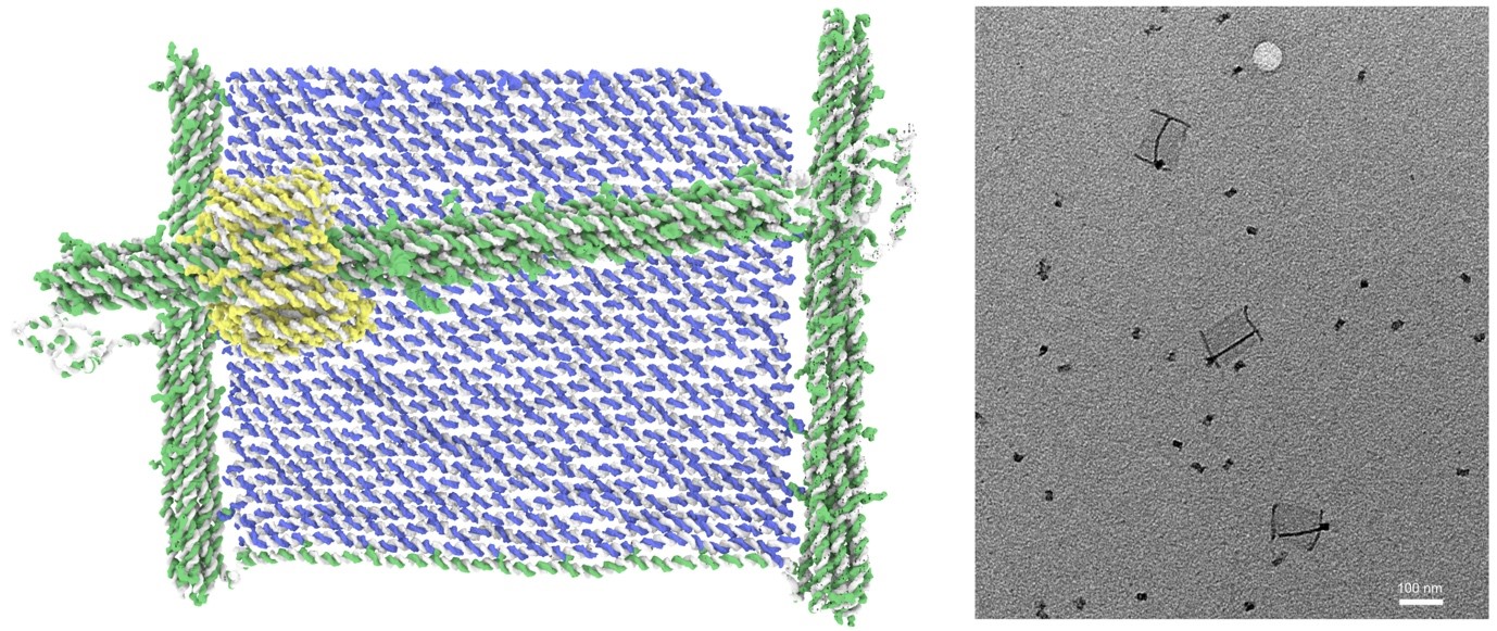 Left: Rendering of a simulation of the DNA device, that consist of three components, a frame, a canvas and a sleeve. Right: Transmission electron microscope image of the assembled structures. 