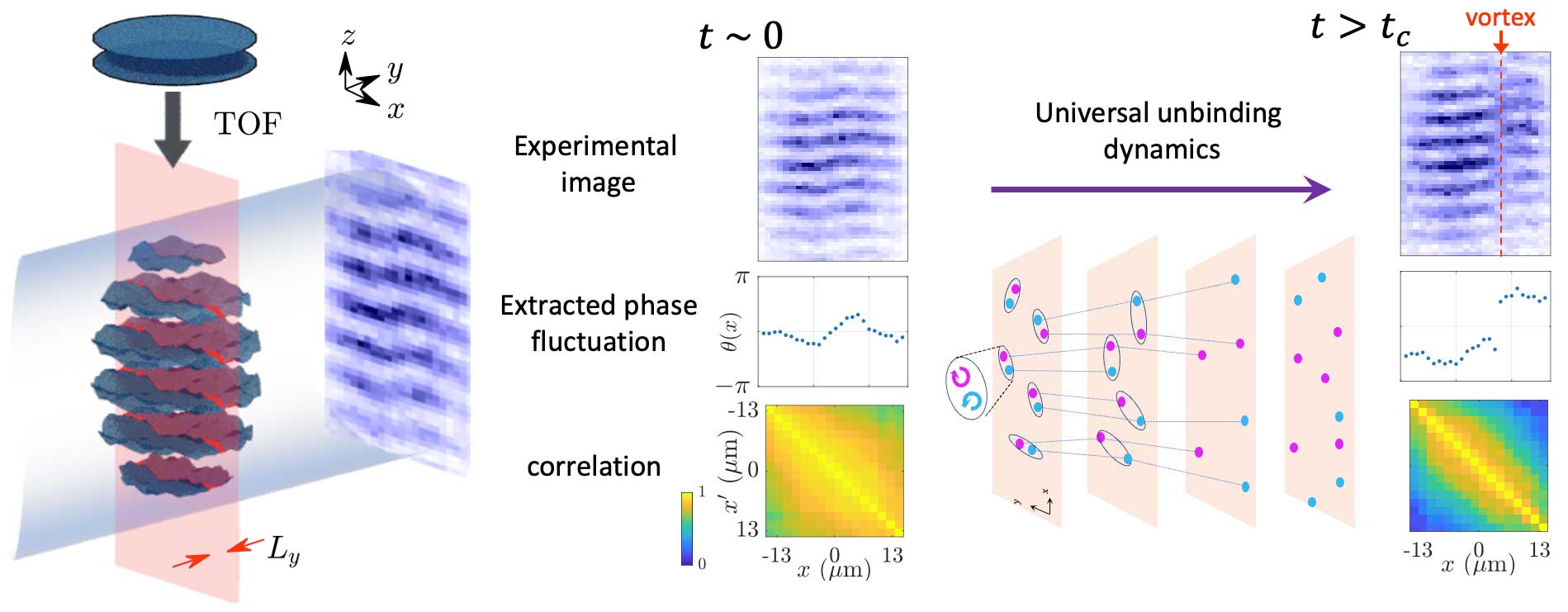 Illustration of the experimental observations. Left: A time-of-flight (TOF) imaging technique is used to perform matter-wave interferometry of a quantum gas – akin to Young’s double-slit experiment with atoms. This yields a fringe pattern encoding the fluctuating phase of the wave function. Right: Following the quench, the fringes are straight initially (no deformations) indicating a superfluid;  this superheated superfluid lives for a considerable time, but eventually there is formation of vortices manifested as sudden phase jumps.  The scaling dynamics scaling was probed quantitatively by studying the correlations as plotted in the bottom panel (obtained from a statistically large ensemble of phase profiles as in the middle panel); the off-diagonal coherence decays away with time. 