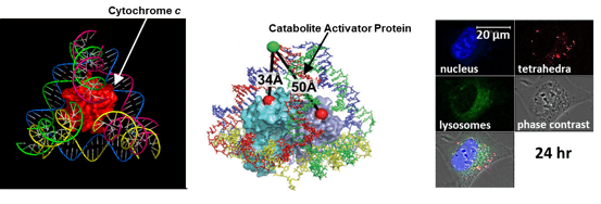 tetrahedra in cells