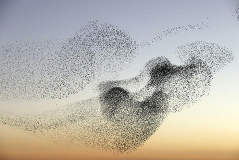Emergence