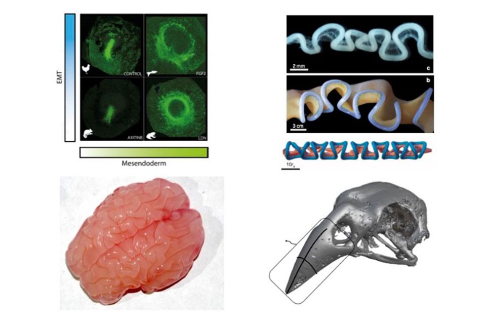 Four images to represent the concept of morphogenesis