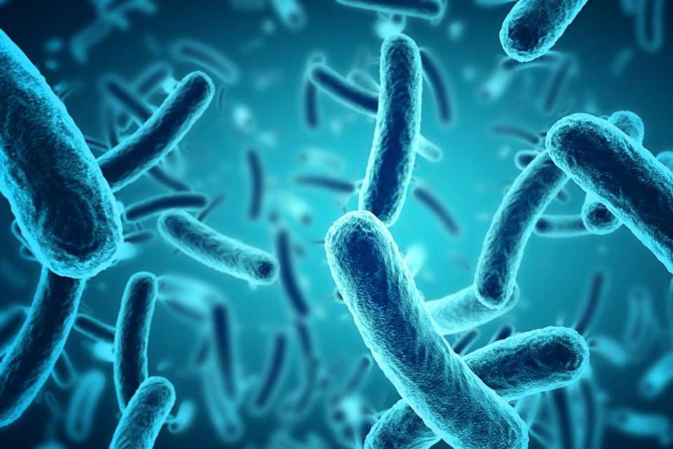 Bacteria
