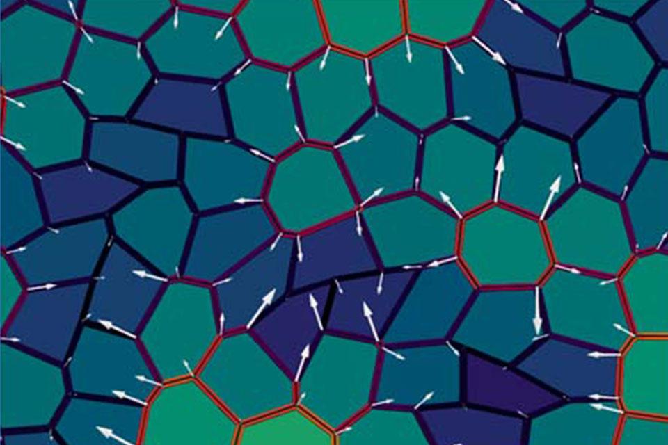 Figure showing cell displacements and tissue flows during gastrulation