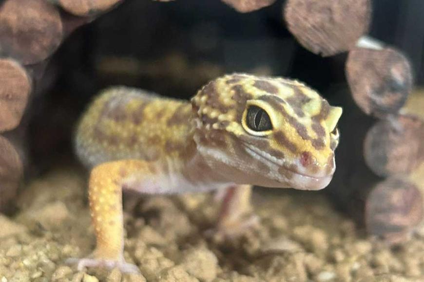 Gecko