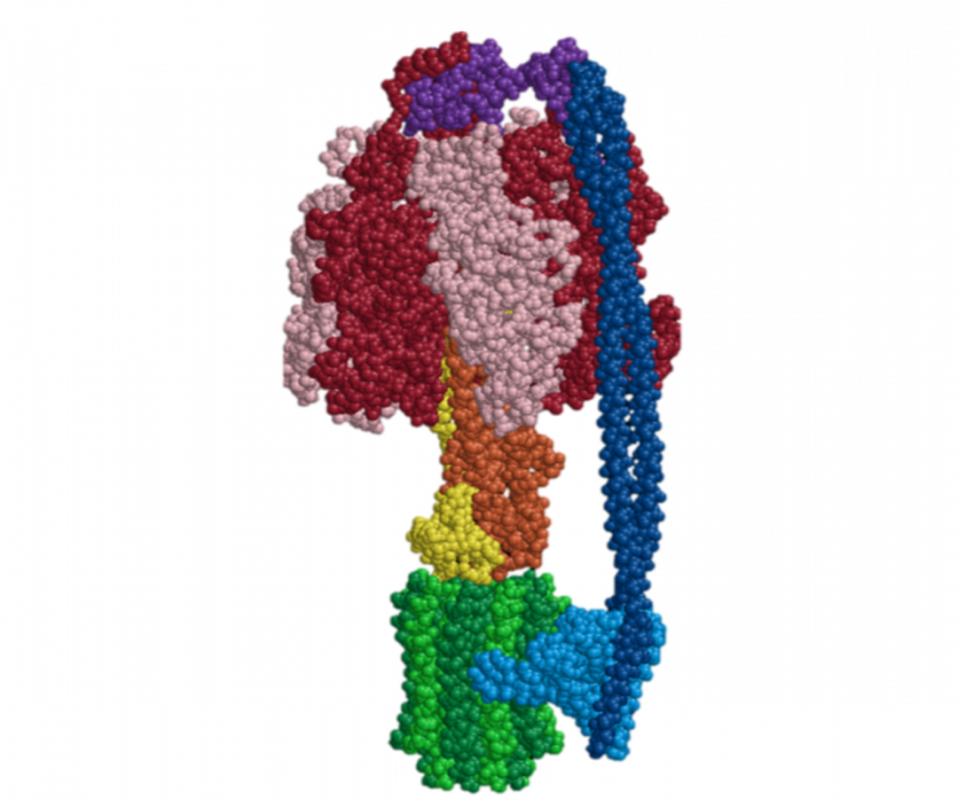 Structure of F1Fo