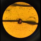 A crystal of the newly discovered piezoelectric material viewed under a microscope