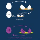 Figure illustrating quantum eggs