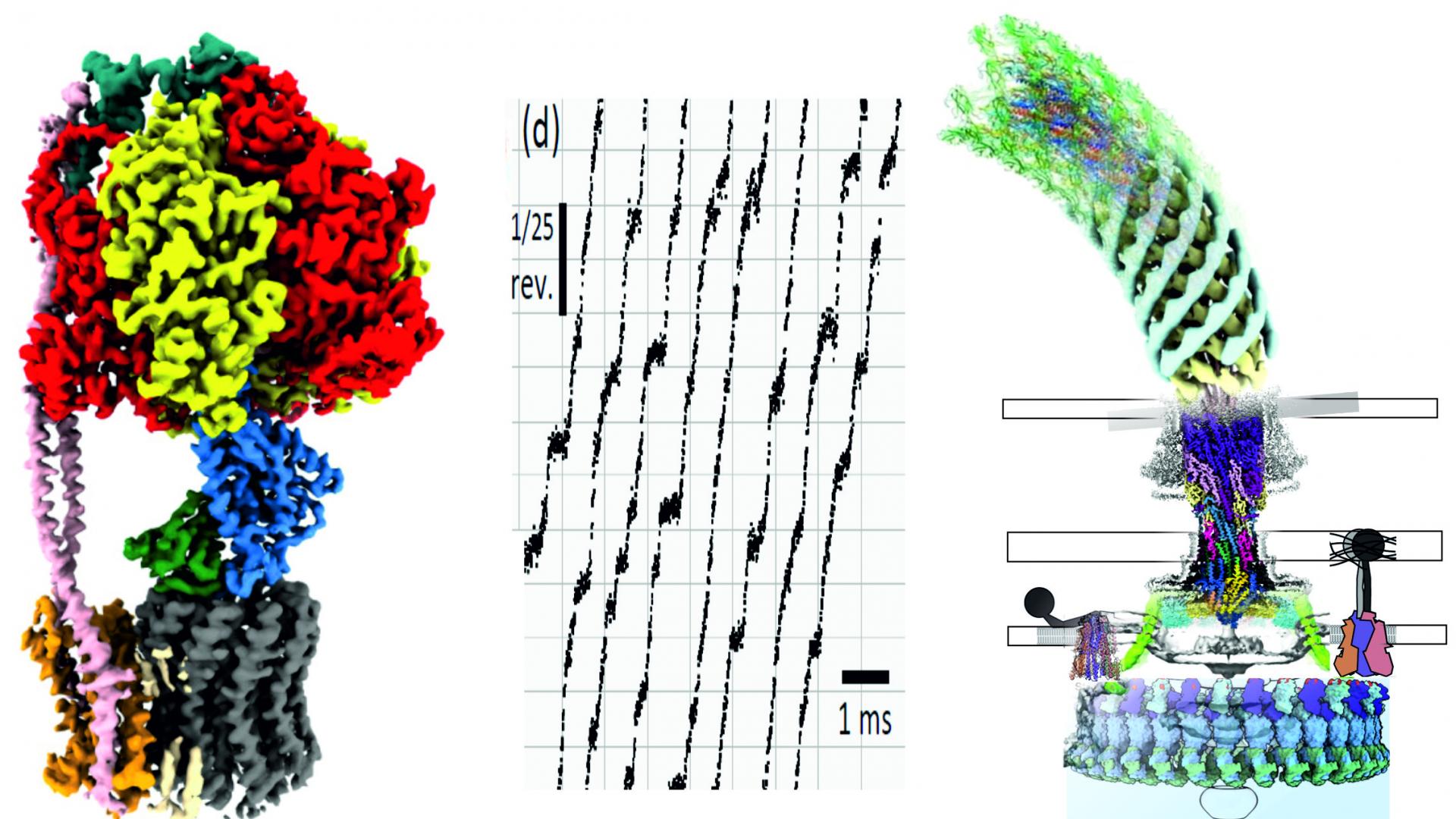 Single Molecule Biology of Molecular Machines