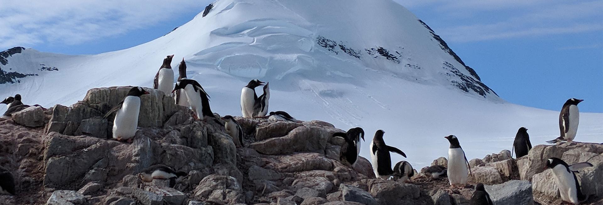 Penguins in Antarctica 