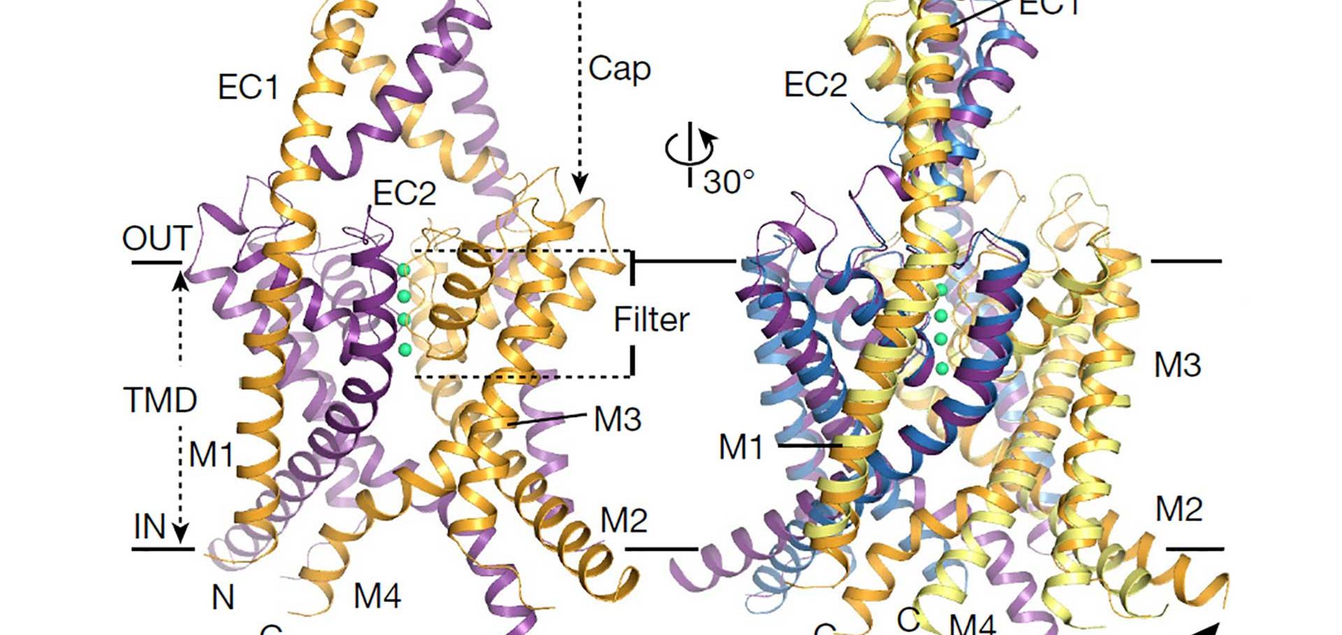 Ion channels