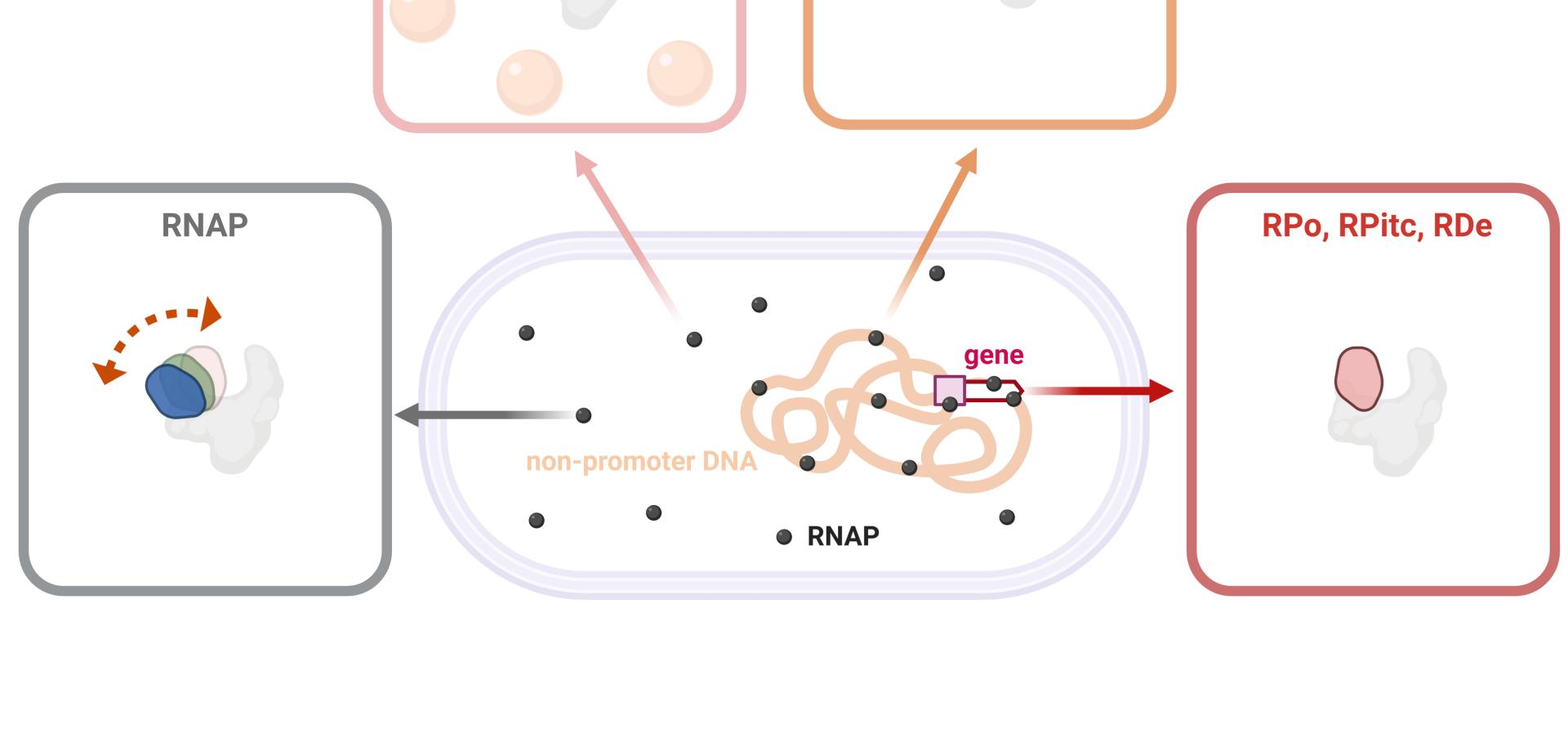 RNAP clamp conformational dynamics