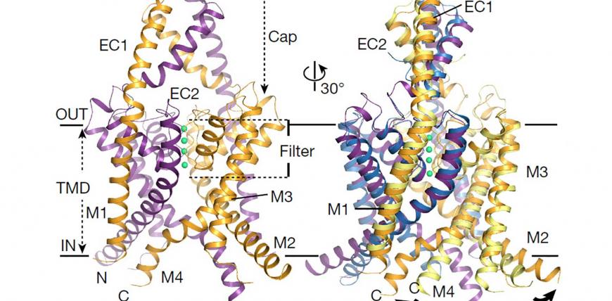 Ion channels